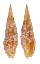 MITRIDAE VEXILLUM COSTATUM shell