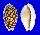 CYPRAEIDAE CYPRAEA CRIBRARIA shell