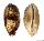 CYPRAEIDAE CHELYCYPRAEA TESTUDINARIA shell