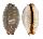 CYPRAEIDAE STAPHYLEA LIMACINA shell