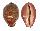 CYPRAEIDAE LEPOCYPRAEA MAPPA PANERYTHRA shell