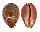 CYPRAEIDAE LEPOCYPRAEA MAPPA PANERYTHRA shell