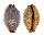 CYPRAEIDAE CYPRAEA STAPHYLAEA STAPHYLAEA shell