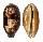 CYPRAEIDAE CHELYCYPRAEA TESTUDINARIA shell