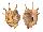STROMBIDAE LAMBIS LAMBIS shell