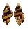 RANELLIDAE CYMATIUM FLAVEOLUM shell