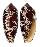 CONIDAE CONUS AULICUS shell