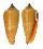 CONIDAE CONUS OCHROLEUCUS shell