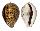 CYPRAEIDAE CYPRAEA TIGRIS shell