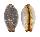 CYPRAEIDAE STAPHYLEA LIMACINA shell