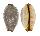 CYPRAEIDAE STAPHYLEA LIMACINA shell