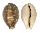CYPRAEIDAE CYPRAEA VITELLUS shell