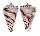 CONIDAE CONUS HIRASEI shell