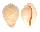 CYPRAEIDAE CYPRAEA ARMENIACA shell