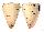 CONIDAE CONUS BETULINUS shell