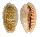 CYPRAEIDAE CYPRAEA CHINENSIS CHINENSIS shell
