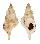 RANELLIDAE SASSIA SEMITORTA shell