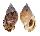CASSIDAE CASMARIA PONDEROSA TURGIDA shell