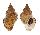 BURSIDAE BURSA AWATII REGULARIS shell