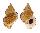 BURSIDAE BURSA AWATII REGULARIS shell