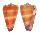 CONIDAE CONUS TESSULATUS shell