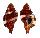 RANELLIDAE CYMATIUM BIBBEYI shell