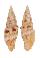 MITRIDAE VEXILLUM ANGULOSA shell