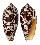 CONIDAE CONUS AULICUS shell