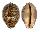 CYPRAEIDAE LEPOCYPRAEA MAPPA shell