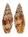 MITRIDAE SCABRICOLA VARIEGATA shell