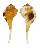 RANELLIDAE CYMATIUM OBLITUM shell