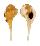 RANELLIDAE CYMATIUM OBLITUM shell