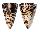 CONIDAE CONUS LITTERATUS shell