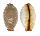 CYPRAEIDAE STAPHYLEA LIMACINA shell