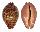 CYPRAEIDAE LEPOCYPRAEA MAPPA PANERYTHRA shell