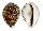 CYPRAEIDAE CYPRAEA TIGRIS shell
