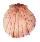 SPONDYLIDAE SPONDYLUS CANDIDUS shell