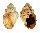 BUCCINIDAE CANTHARUS MELANOSTOMUS shell