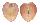 CARDIIDAE CORCULUM CARDISSA shell