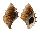 BURSIDAE BUFONARIA CRISTINAE shell
