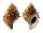 BURSIDAE BUFONARIA CRISTINAE shell