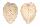 CARDIIDAE CORCULUM CARDISSA LORENZI shell