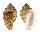 HARPIDAE MORUM TERAMACHII shell