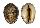 CYPRAEIDAE CYPRAEA DEPRESSA shell