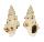 TURRIDAE DRILLIA ENNA shell