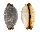 CYPRAEIDAE STAPHYLEA LIMACINA STAPHYLAEAFORMIS shell