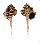 MURICIDAE HAUSTELLUM HAUSTELLUM shell