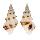 TURRIDAE DRILLIA ENNA shell