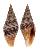 MITRIDAE NEOCANCILLA BAERI shell