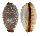 CYPRAEIDAE STAPHYLEA LIMACINA STAPHYLAEAFORMIS shell